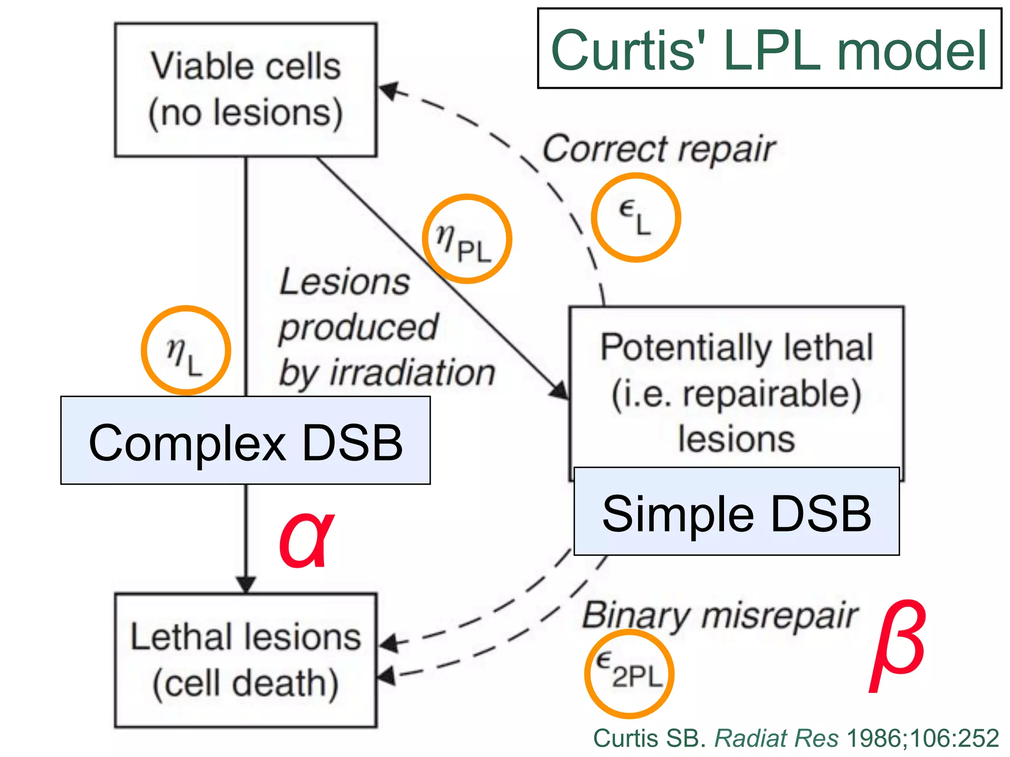 Curtis' LPL model

Complex DSB

!

Simple DSB

"
Curtis SB. Radiat Res 1986;106:252

 