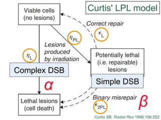 Curtis' LPL model

Complex DSB

!

Simple DSB

"
Curtis SB. Radiat Res 1986;106:252

 