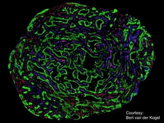 Courtesy:
Bert van der Kogel

 