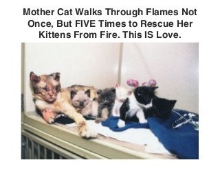 Mother Cat Walks Through Flames Not
Once, But FIVE Times to Rescue Her
Kittens From Fire. This IS Love.
 