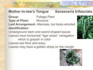 Mother-in-law’s Tongue	Sanseveriatrifasciata Group:		Foliage Plant Type of Plant:	Monocot Leaf Arrangement: Alternate, but looks whorled Identification: Underground stem and sword shaped leaves Leaves have horizontal “tiger stripe” variegation  which is grayish in color Leaves are thick and waxy Leaves may have a golden stripe on the margin 