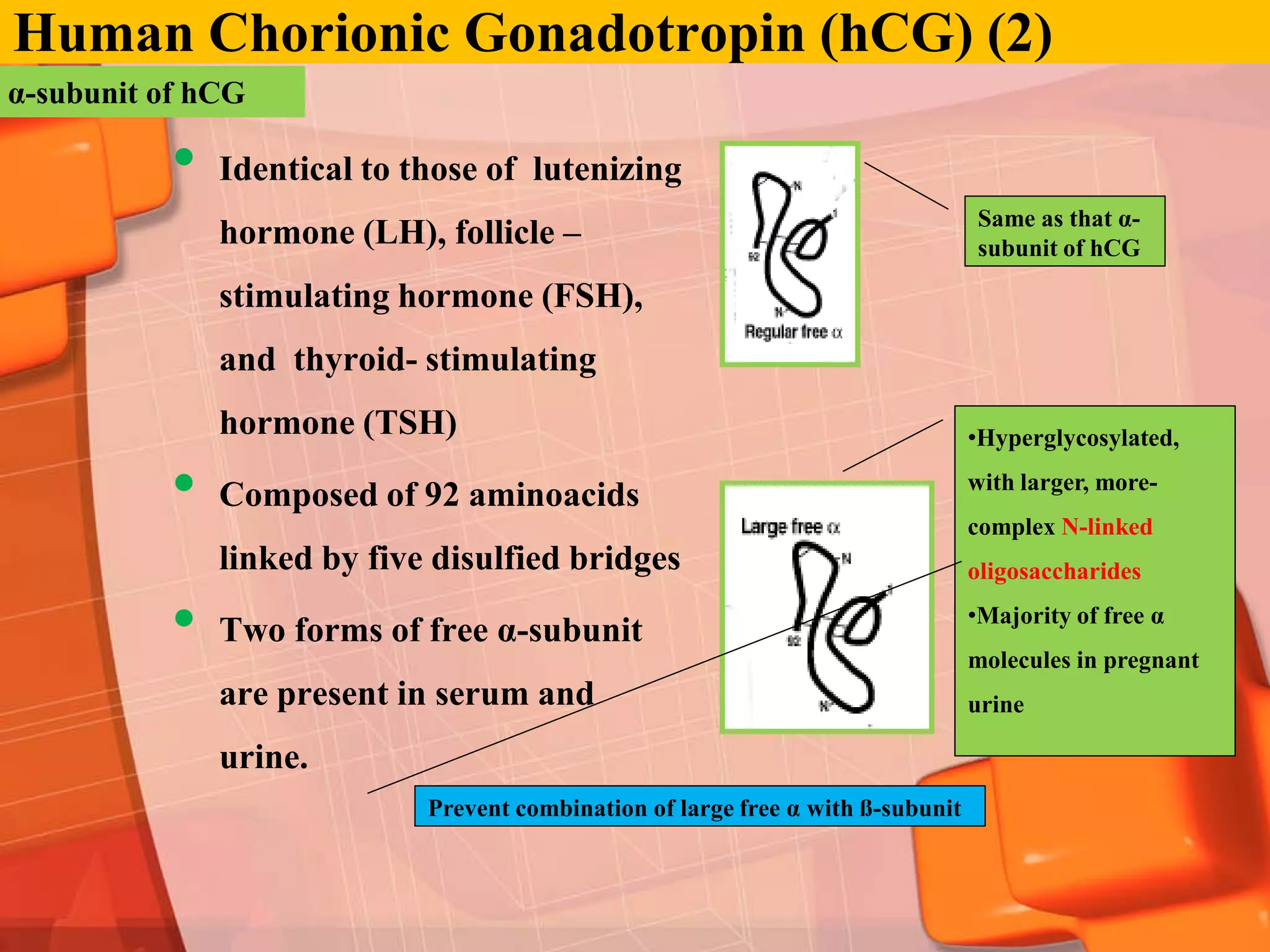 Human Chorionic Gonadotropin (hCG) (2)
α-subunit of hCG

           •   Identical to those of lutenizing
                                                                                  Same as that α-
               hormone (LH), follicle –                                           subunit of hCG

               stimulating hormone (FSH),
               and thyroid- stimulating
               hormone (TSH)                                                      •Hyperglycosylated,

           •   Composed of 92 aminoacids                                          with larger, more-
                                                                                  complex N-linked
               linked by five disulfied bridges                                   oligosaccharides

           •   Two forms of free α-subunit
                                                                                  •Majority of free α
                                                                                  molecules in pregnant
               are present in serum and                                           urine

               urine.
                             Prevent combination of large free α with ß-subunit
 
