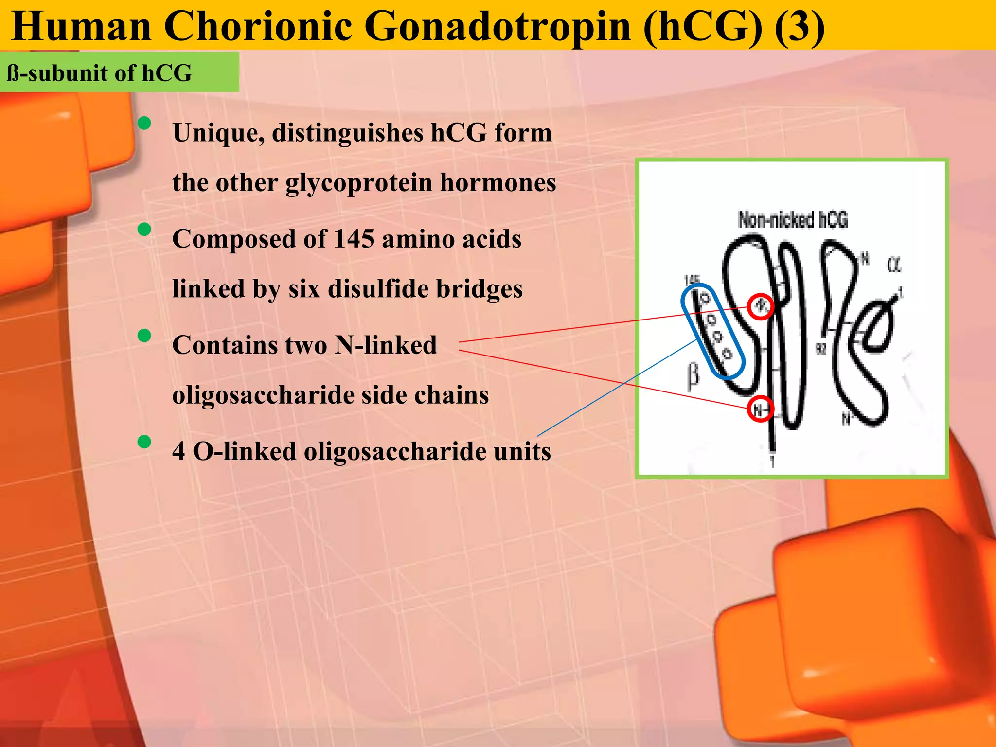 Human Chorionic Gonadotropin (hCG) (3)
ß-subunit of hCG

           •   Unique, distinguishes hCG form
               the other glycoprotein hormones

           •   Composed of 145 amino acids
               linked by six disulfide bridges

           •   Contains two N-linked
               oligosaccharide side chains

           •   4 O-linked oligosaccharide units
 
