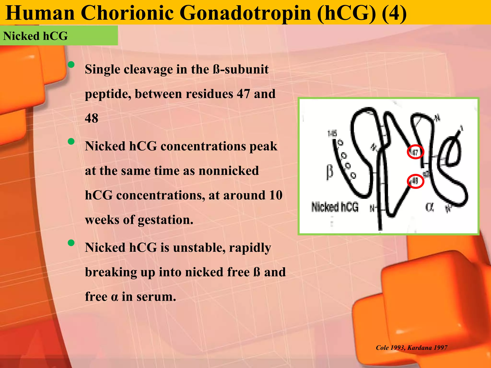 Human Chorionic Gonadotropin (hCG) (4)
Nicked hCG

         •   Single cleavage in the ß-subunit
             peptide, between residues 47 and
             48

         •   Nicked hCG concentrations peak
             at the same time as nonnicked
             hCG concentrations, at around 10
             weeks of gestation.

         •   Nicked hCG is unstable, rapidly
             breaking up into nicked free ß and
             free α in serum.


                                                  Cole 1993, Kardana 1997
 