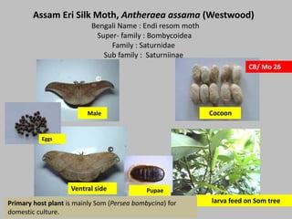 Moth of North Bengal Part 5 | PPTX
