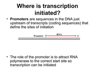 Promoter
RNA
5’ 3’
Where is transcription
initiated?
• Promoters are sequences in the DNA just
upstream of transcripts (coding sequences) that
define the sites of initiation
• The role of the promoter is to attract RNA
polymerase to the correct start site so
transcription can be initiated
 