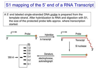 S1 mapping of the 5’ end of a RNA Transcript
A 5’ end labeled single-stranded DNA probe is prepared from the
template strand. After hybridization to RNA and digestion with S1,
the size of the protected probe tells approx. where transcription
started.
 