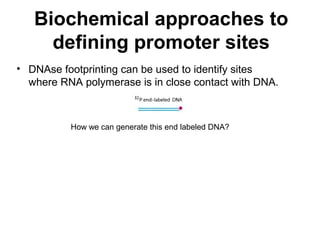 Biochemical approaches to
defining promoter sites
• DNAse footprinting can be used to identify sites
where RNA polymerase is in close contact with DNA.
How we can generate this end labeled DNA?
 