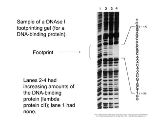 Sample of a DNAse I
footprinting gel (for a
DNA-binding protein).
Footprint
Lanes 2-4 had
increasing amounts of
the DNA-binding
protein (lambda
protein cII); lane 1 had
none.
 