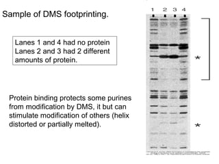 Sample of DMS footprinting.
Lanes 1 and 4 had no protein
Lanes 2 and 3 had 2 different
amounts of protein.
Protein binding protects some purines
from modification by DMS, it but can
stimulate modification of others (helix
distorted or partially melted).
 