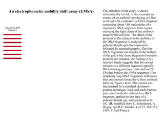 An electrophorectic mobility shift assay (EMSA) The principle of the assay is shown
schematically in (A). In this example an
extract of an antibody-producing cell line
is mixed with a radioactive DNA fragment
containing about 160 nucleotides of a
regulatory DNA sequence from a gene
encoding the light chain of the antibody
made by the cell line. The effect of the
proteins in the extract on the mobility of
the DNA fragment is analyzed by
polyacrylamide-gel electrophoresis
followed by autoradiography. The free
DNA fragments run rapidly to the bottom
of the gel, while those fragments bound to
proteins are retarded; the finding of six
retarded bands suggests that the extract
contains six different sequence-specific
DNA-binding proteins (indicated as C1-
C6) that bind to this DNA sequence. (For
simplicity, any DNA fragments with more
than one protein bound have been omitted
from the figure.) In (B) the extract was
fractionated by a standard chromato-
graphic technique (top), and each fraction
was mixed with the radio-active DNA
fragment, applied to one lane of a
polyacrylamide gel, and analyzed as in
(A). (B, modified from C. Scheidereit, A.
Heguy, and R.G. Roeder, Cell 51:783-793,
1987. © Cell Press.)
Navigation
 