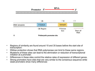 Promoter
RNA
5’ 3’
• Regions of similarity are found around 10 and 35 bases before the start site of
transcription:
• DNAse protection shows that RNA polymerase can bind to these same regions.
• Mutations of these sites can lead to the elimination or reduction of transcriptional
initiation at a promoter.
• Differences in these sites control the relative rates of expression of different genes.
• Strong promoters have sites that are very similar to the consensus sequence while
weak promoters show many differences
 