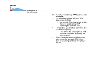 Schematic diagram of the steps in the
initiation of RNA synthesis (DNA
transcription) catalyzed by RNA
polymerase.
The enzyme first forms a closed complex in
which the two DNA strands remain fully base-
paired. In the next step the enzyme catalyzes the
opening of a little more than one turn of the
DNA helix to form an open complex, in which
the template DNA strand is exposed for the
initiation of an RNA chain. The polymerase
containing the bound σ subunit, however,
behaves as though it is tethered to the promoter
site: it seems unable to proceed with the
elongation of the RNA chain and on its own
frequently synthesizes and releases short RNA
chains. As indicated, the conversion to an
actively elongating polymerase requires the
release of initiation factors (the sigma subunit in
the case of the E. coli enzyme) and generally
involves the binding of other proteins that serve
as elongation factors.
How does sigma associate with a promoter?
The σ subunit appears to have two segments that contact the bases of DNA molecule
through the major groove. It does this while it is associated with the core enzyme.
-10-35
How does σ70
promote binding of RNA polymerase to
promoters?
• σ70
lowers the general affinity of RNA
polymerase for DNA.
– As a result, RNA polymerase is able
to move quickly along DNA
scanning for promoter sites.
• σ70
can bind specifically to promoters (the
-10 and -35 regions).
– This allows the holoenzyme to bind
tightly to promoters when they are
encountered.
• RNA polymerase searches for promoter
sites by moving along the DNA rather
than by searching randomly throughout
the cell.
 