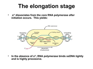 The elongation stage
• σ70
dissociates from the core RNA polymerase after
initiation occurs. This yields:
• In the absence of σ70
, RNA polymerase binds ssDNA tightly
and is highly processive.
 