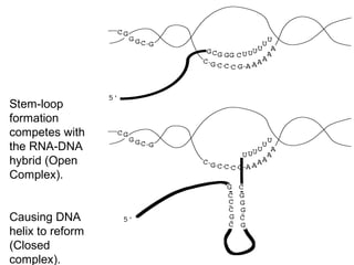 Stem-loop
formation
competes with
the RNA-DNA
hybrid (Open
Complex).
Causing DNA
helix to reform
(Closed
complex).
 