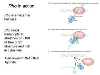 Rho in action
Rho binds
transcripts at
stretches of ~100
nt free of 2nd
structure and rich
in cytosines.
Rho is a hexamer
helicase.
Can unwind RNA-DNA
hybrids.
 
