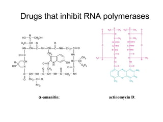 Drugs that inhibit RNA polymerases
α-amanitin: actinomycin D:
 