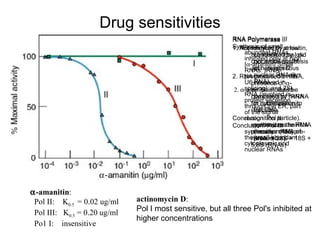 α-amanitin:
Pol II: K0.5 = 0.02 ug/ml
Pol III: K0.5 = 0.20 ug/ml
Po1 I: insensitive
actinomycin D:
Pol I most sensitive, but all three Pol's inhibited at
higher concentrations
Drug sensitivities
RNA Polymerase I:
1. Not inhibited by aminitin,
but inhibited by low
concentrations of
actinomycin D.
2. RNA produced in the
presence of α-
aminitin could be
competed by rRNA
for hybridization to
(rat) DNA.
Conclusion: Pol I
synthesizes the rRNA
precursor (45S pre-
rRNA  28S + 18S +
5.8S rRNAs)
RNA Polymerase II
1. Actinomycin D, at low
concentrations, did
not inhibit synthesis
of heterogenous
nuclear RNA (hn
RNA).
2. α-aminitin inhibited
synthesis of hnRNA
in nucleoplasmic
fraction.
Conclusion: Pol II
synthesizes hnRNA
(mostly mRNA
precursors).
RNA Polymerase III
Synthesis of small
abundant RNAs
inhibited only at high
[α-aminitin] Small
RNAs: tRNA
precursors, 5S rRNA,
U6 (involved in
splicing), and 7SL
RNA (involved in
protein secretion
through the ER, part
of the signal
recognition particle).
Conclusion: Pol III
synthesizes many of
the small abundant
cytoplasmic and
nuclear RNAs
 