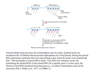 Nascent-chain (run-on) assay for transcription rate of a gene. Isolated nuclei are
incubated with 32P-labeled ribonucleoside triphosphates for a brief period. During this period
RNA polymerase molecules that were transcribing a gene when the nuclei were isolated add
300 – 500 nucleotides to nascent RNA chains. Very little new initiation occurs. By
hybridizing the labeled RNA to the cloned DNA for a specific gene (A in this case), the
fraction of total RNA produced from that gene (i.e., its relative transcription rate) can be
measured. [See J. Weber et al., 1977, Cell 10:611.]
 