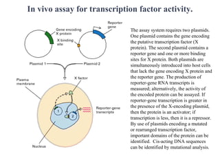 In vivo assay for transcription factor activity.
The assay system requires two plasmids.
One plasmid contains the gene encoding
the putative transcription factor (X
protein). The second plasmid contains a
reporter gene and one or more binding
sites for X protein. Both plasmids are
simultaneously introduced into host cells
that lack the gene encoding X protein and
the reporter gene. The production of
reporter-gene RNA transcripts is
measured; alternatively, the activity of
the encoded protein can be assayed. If
reporter-gene transcription is greater in
the presence of the X-encoding plasmid,
then the protein is an activator; if
transcription is less, then it is a repressor.
By use of plasmids encoding a mutated
or rearranged transcription factor,
important domains of the protein can be
identified. Cis-acting DNA sequences
can be identified by mutational analysis.
 