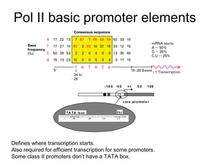 Pol II basic promoter elements
- 10 0 -5 0 +1 5 0 100
core promote r
CAGAGC ATATAAGGTGAGGTAGG ATCAGTTGCTC CTCAC CTT
-30 -20 -10 + 1
TA TA -box Inr
Defines where transcription starts.
Also required for efficient transcription for some promoters.
Some class II promoters don’t have a TATA box.
 