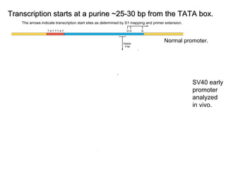 Transcription starts at a purine ~25-30 bp from the TATA box.Transcription starts at a purine ~25-30 bp from the TATA box.
SV40 early
promoter
analyzed
in vivo.
Normal promoter.
The arrows indicate transcription start sites as determined by S1 mapping and primer extension.
 