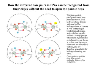 How the different base pairs in DNA can be recognized from
their edges without the need to open the double helix
The four possible
configurations of base
pairs are shown, with
hydrogen bond donors
indicated in blue,
hydrogen bond acceptors
in red, and hydrogen
bonds themselves as a
series of short parallel
redlines. Methyl groups,
which form hydrophobic
protuberances, are shown
in yellow, and hydrogen
atoms that are attached to
carbons, and are
therefore unavailable for
hydrogen bonding, are
white.
Figure and text modified
from Alberts et al.,
Molecular Biology of the
Cell (1994).
 