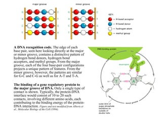A DNA recognition code. The edge of each
base pair, seen here looking directly at the major
or minor groove, contains a distinctive pattern of
hydrogen bond donors, hydrogen bond
acceptors, and methyl groups. From the major
groove, each of the four base-pair configurations
projects a unique pattern of features. From the
minor groove, however, the patterns are similar
for G-C and C-G as well as for A-T and T-A.
The binding of a gene regulatory protein to
the major groove of DNA. Only a single type of
contact is shown. Typically, the protein-DNA
interface would consist of 10 to 20 such
contacts, involving different amino acids, each
contributing to the binding energy of the protein-
DNA interaction. Figure and text modified from Alberts et
al., Molecular Biology of the Cell (1994).
 