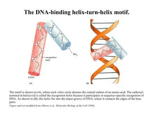 The DNA-binding helix-turn-helix motif.
The motif is shown in (A), where each white circle denotes the central carbon of an amino acid. The carboxyl-
terminal α-helix(red) is called the recognition helix because it participates in sequence-specific recognition of
DNA. As shown in (B), this helix fits into the major groove of DNA, where it contacts the edges of the base
pairs.
Figure and text modified from Alberts et al., Molecular Biology of the Cell (1994).
 