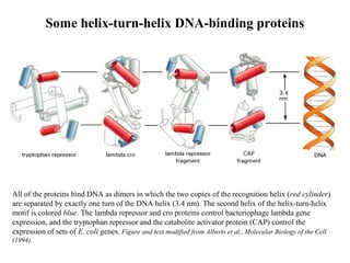 Some helix-turn-helix DNA-binding proteins
All of the proteins bind DNA as dimers in which the two copies of the recognition helix (red cylinder)
are separated by exactly one turn of the DNA helix (3.4 nm). The second helix of the helix-turn-helix
motif is colored blue. The lambda repressor and cro proteins control bacteriophage lambda gene
expression, and the tryptophan repressor and the catabolite activator protein (CAP) control the
expression of sets of E. coli genes. Figure and text modified from Alberts et al., Molecular Biology of the Cell
(1994).
 