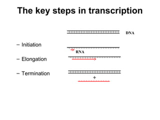 The key steps in transcription
– Initiation
– Elongation
– Termination
DNA
+
RNA
 