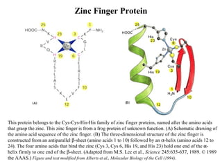 Zinc Finger Protein
This protein belongs to the Cys-Cys-His-His family of zinc finger proteins, named after the amino acids
that grasp the zinc. This zinc finger is from a frog protein of unknown function. (A) Schematic drawing of
the amino acid sequence of the zinc finger. (B) The three-dimensional structure of the zinc finger is
constructed from an antiparallel β-sheet (amino acids 1 to 10) followed by an α-helix (amino acids 12 to
24). The four amino acids that bind the zinc (Cys 3, Cys 6, His 19, and His 23) hold one end of the α-
helix firmly to one end of the β-sheet. (Adapted from M.S. Lee et al., Science 245:635-637, 1989. © 1989
the AAAS.) Figure and text modified from Alberts et al., Molecular Biology of the Cell (1994).
 