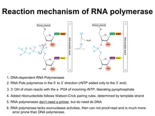 Reaction mechanism of RNA polymerase
5. RNA polymerases don’t need a primer, but do need ds DNA
1. DNA-dependent RNA Polymerases
2. RNA Pols polymerize in the 5’ to 3’ direction (rNTP added only to the 3’ end)
3. 3’ OH of chain reacts with the a PO4 of incoming rNTP, liberating pyrophosphate
4. Added ribonucleotide follows Watson-Crick pairing rules, determined by template strand
6. RNA polymerase lacks exonuclease activities, then can not proof-read and is much more
error prone than DNA polymerase.
 