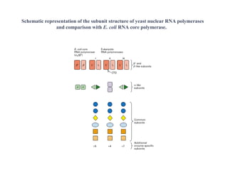 Schematic representation of the subunit structure of yeast nuclear RNA polymerases
and comparison with E. coli RNA core polymerase.
 