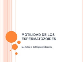 MOTILIDAD DE LOS
ESPERMATOZOIDES
Morfología del Espermatozoide
 