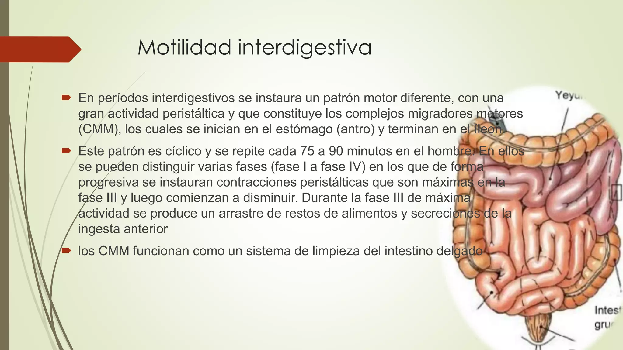 Motilidad interdigestiva
 En períodos interdigestivos se instaura un patrón motor diferente, con una
gran actividad peristáltica y que constituye los complejos migradores motores
(CMM), los cuales se inician en el estómago (antro) y terminan en el íleon.
 Este patrón es cíclico y se repite cada 75 a 90 minutos en el hombre. En ellos
se pueden distinguir varias fases (fase I a fase IV) en los que de forma
progresiva se instauran contracciones peristálticas que son máximas en la
fase III y luego comienzan a disminuir. Durante la fase III de máxima
actividad se produce un arrastre de restos de alimentos y secreciones de la
ingesta anterior
 los CMM funcionan como un sistema de limpieza del intestino delgado
 