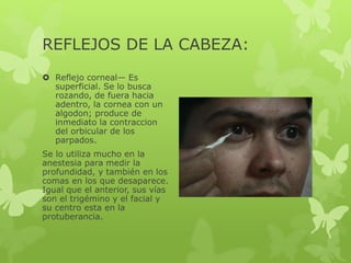REFLEJOS DE LA CABEZA:
 Reflejo corneal— Es
superficial. Se lo busca
rozando, de fuera hacia
adentro, la cornea con un
algodon; produce de
inmediato la contraccion
del orbicular de los
parpados.
Se lo utiliza mucho en la
anestesia para medir la
profundidad, y también en los
comas en los que desaparece.
Igual que el anterior, sus vías
son el trigémino y el facial y
su centro esta en la
protuberancia.
 