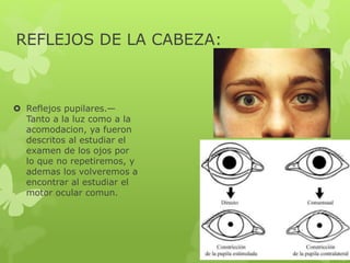 REFLEJOS DE LA CABEZA:
 Reflejos pupilares.—
Tanto a la luz como a la
acomodacion, ya fueron
descritos al estudiar el
examen de los ojos por
lo que no repetiremos, y
ademas los volveremos a
encontrar al estudiar el
motor ocular comun.
 