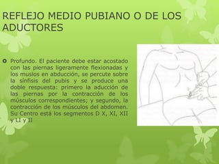 REFLEJO MEDIO PUBIANO O DE LOS
ADUCTORES
 Profundo. El paciente debe estar acostado
con las piernas ligeramente flexionadas y
los muslos en abducción, se percute sobre
la sínfisis del pubis y se produce una
doble respuesta: primero la aducción de
las piernas por la contracción de los
músculos correspondientes; y segundo, la
contracción de los músculos del abdomen.
Su Centro está los segmentos D X, XI, XII
y LI y II
 