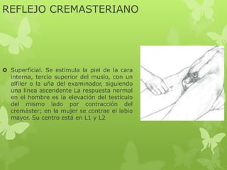 REFLEJO CREMASTERIANO
 Superficial. Se estimula la piel de la cara
interna, tercio superior del muslo, con un
alfiler o la uña del examinador, siguiendo
una línea ascendente La respuesta normal
en el hombre es la elevación del testículo
del mismo lado por contracción del
cremáster; en la mujer se contrae el labio
mayor. Su centro está en L1 y L2
 