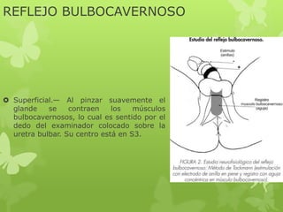 REFLEJO BULBOCAVERNOSO
 Superficial.— Al pinzar suavemente el
glande se contraen los músculos
bulbocavernosos, lo cual es sentido por el
dedo del examinador colocado sobre la
uretra bulbar. Su centro está en S3.
 