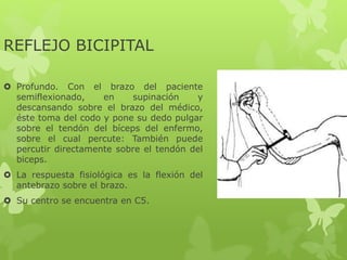 REFLEJO BICIPITAL
 Profundo. Con el brazo del paciente
semiflexionado, en supinación y
descansando sobre el brazo del médico,
éste toma del codo y pone su dedo pulgar
sobre el tendón del bíceps del enfermo,
sobre el cual percute: También puede
percutir directamente sobre el tendón del
biceps.
 La respuesta fisiológica es la flexión del
antebrazo sobre el brazo.
 Su centro se encuentra en C5.
 