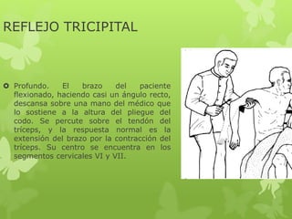 REFLEJO TRICIPITAL
 Profundo. El brazo del paciente
flexionado, haciendo casi un ángulo recto,
descansa sobre una mano del médico que
lo sostiene a la altura del pliegue del
codo. Se percute sobre el tendón del
tríceps, y la respuesta normal es la
extensión del brazo por la contracción del
tríceps. Su centro se encuentra en los
segmentos cervicales VI y VII.
 