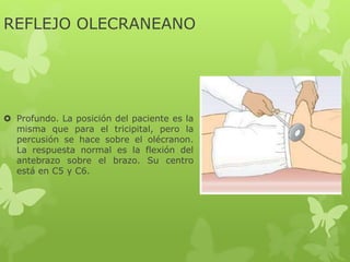 REFLEJO OLECRANEANO
 Profundo. La posición del paciente es la
misma que para el tricipital, pero la
percusión se hace sobre el olécranon.
La respuesta normal es la flexión del
antebrazo sobre el brazo. Su centro
está en C5 y C6.
 