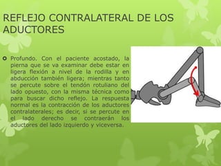 REFLEJO CONTRALATERAL DE LOS
ADUCTORES
 Profundo. Con el paciente acostado, la
pierna que se va examinar debe estar en
ligera flexión a nivel de la rodilla y en
abducción también ligera; mientras tanto
se percute sobre el tendón rotuliano del
lado opuesto, con la misma técnica como
para buscar dicho reflejo. La respuesta
normal es la contracción de los aductores
contralaterales; es decir, si se percute en
el lado derecho se contraerán los
aductores del lado izquierdo y viceversa.
 