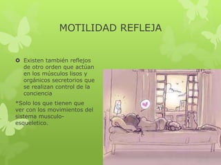  Existen también reflejos
de otro orden que actúan
en los músculos lisos y
orgánicos secretorios que
se realizan control de la
conciencia
*Solo los que tienen que
ver con los movimientos del
sistema musculo-
esqueletico.
MOTILIDAD REFLEJA
 