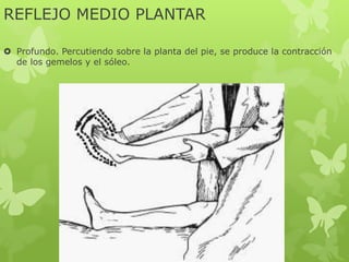 REFLEJO MEDIO PLANTAR
 Profundo. Percutiendo sobre la planta del pie, se produce la contracción
de los gemelos y el sóleo.
 