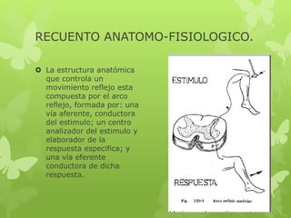 RECUENTO ANATOMO-FISIOLOGICO.
 La estructura anatómica
que controla un
movimiento reflejo esta
compuesta por el arco
reflejo, formada por: una
vía aferente, conductora
del estimulo; un centro
analizador del estimulo y
elaborador de la
respuesta especifica; y
una vía eferente
conductora de dicha
respuesta.
 