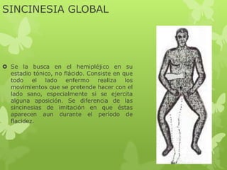 SINCINESIA GLOBAL
 Se la busca en el hemipléjico en su
estadio tónico, no flácido. Consiste en que
todo el lado enfermo realiza los
movimientos que se pretende hacer con el
lado sano, especialmente si se ejercita
alguna aposición. Se diferencia de las
sincinesias de imitación en que éstas
aparecen aun durante el período de
flacidez.
 