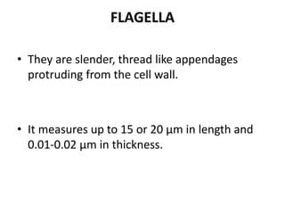 FLAGELLA
• They are slender, thread like appendages
protruding from the cell wall.
• It measures up to 15 or 20 μm in length and
0.01-0.02 μm in thickness.
 